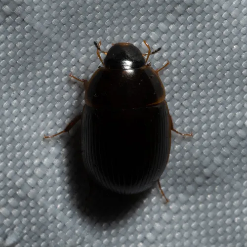Cymbiodyta bifida