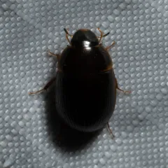 Cymbiodyta bifida thumbnail 1