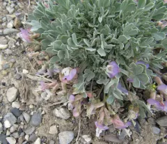 Torrey's milkvetch thumbnail 1