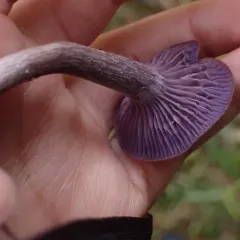 Amethyst deceiver