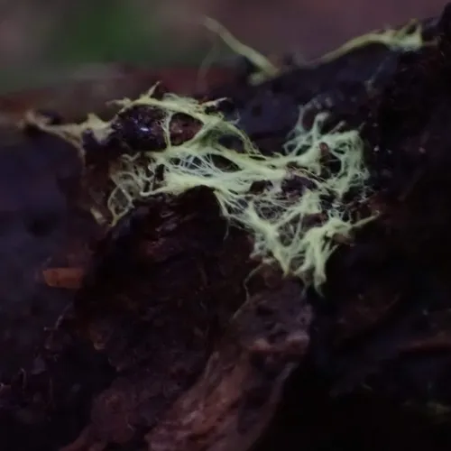 yellow cobweb