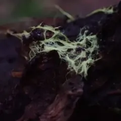 yellow cobweb thumbnail 1