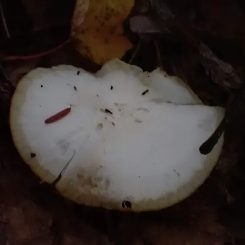 Snowy Waxcap