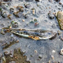 Pacific Staghorn Sculpin thumbnail 4