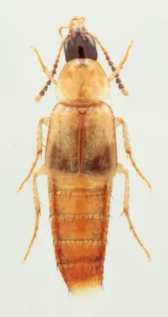 Lordithon scutellaris thumbnail 1
