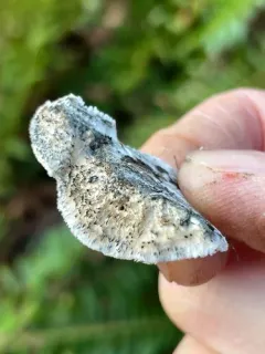 Cyanosporus arbuti thumbnail 1