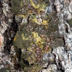 Blistered Jelly Lichen thumbnail 4