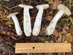 Russula pseudotsugarum thumbnail 2