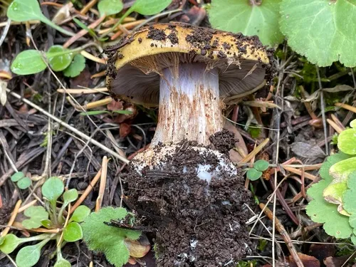 Calonarius callochrous