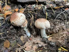 Agaricus subrufescentoides thumbnail 3