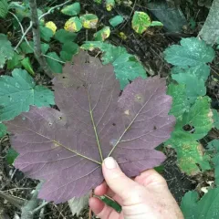 sycamore maple thumbnail 2