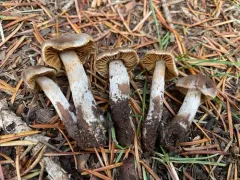 Cortinarius scotoides thumbnail 2