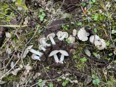 Inocybe armeniaca thumbnail 2