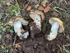 Cortinarius ochrophyllus thumbnail 2