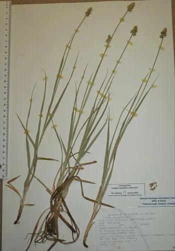 Midland Sedge