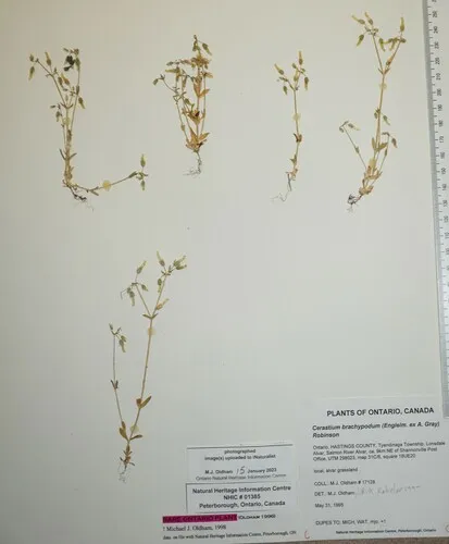 Short-stalked Chickweed