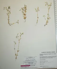 Short-stalked Chickweed thumbnail 1
