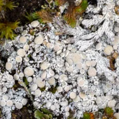 Tundra Saucer Lichen thumbnail 4