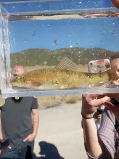 Mountain Sucker thumbnail 2