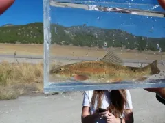 Mountain Sucker thumbnail 3