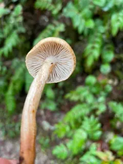 Tricholoma aurantio-olivaceum thumbnail 4