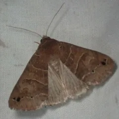 Black-dotted Brown thumbnail 3