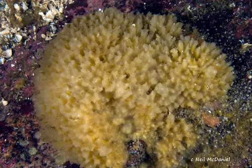 Biemna rhadia
