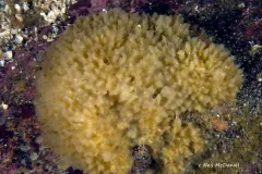 Biemna rhadia thumbnail 1