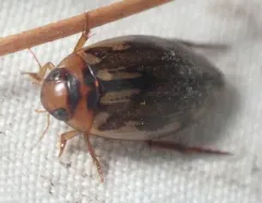 Coptotomus loticus thumbnail 4