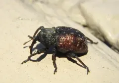 Partridge-pea Weevil thumbnail 2