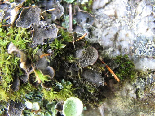 scaly pelt lichen