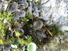 scaly pelt lichen thumbnail 1