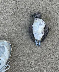 Cassin's Auklet thumbnail 2