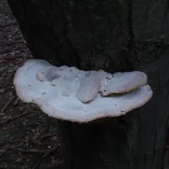 green cheese polypore thumbnail 4