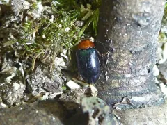 Tetratoma truncorum thumbnail 2