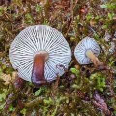Flammulina filiformis thumbnail 1