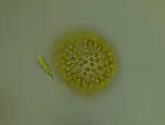 Uroglena volvox thumbnail 2