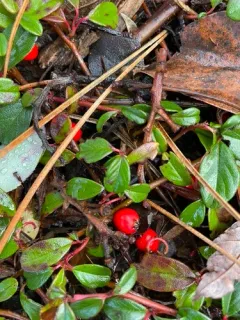 Bearberry Cotoneaster thumbnail 4