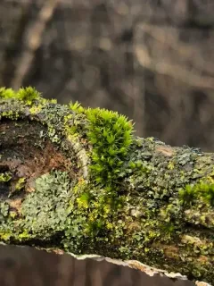 Wood Bristle-moss thumbnail 2