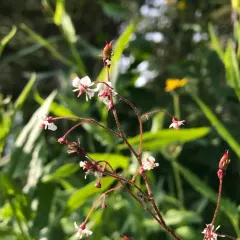 Brook Saxifrage thumbnail 3