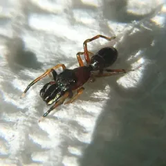 Myrmarachne formicaria thumbnail 3