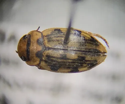 Nebrioporus rotundatus