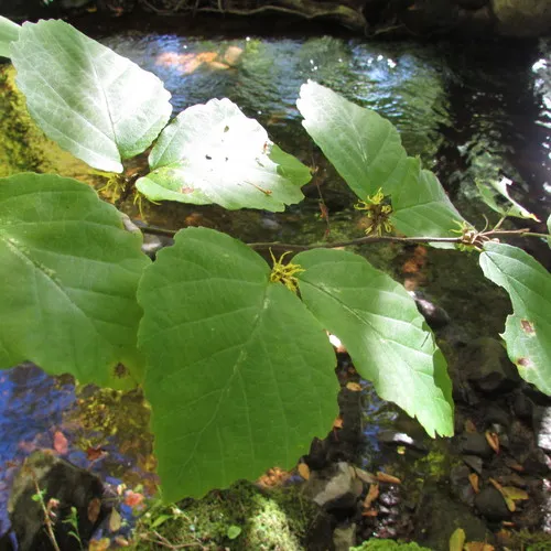 american witch-hazel