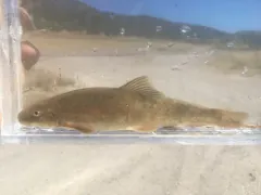 Mountain Sucker thumbnail 4
