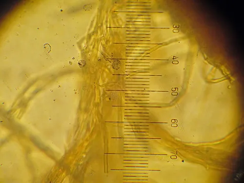 Aleurocystidiellum disciforme