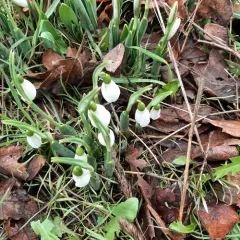 greater snowdrop thumbnail 2