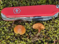 Galerina castaneipes thumbnail 2