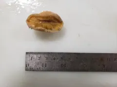 Polymastia uberrima thumbnail 3