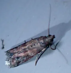 Reddish Ephestiodes Moth thumbnail 4