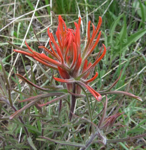 Coville's paintbrush